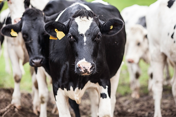 Livestock